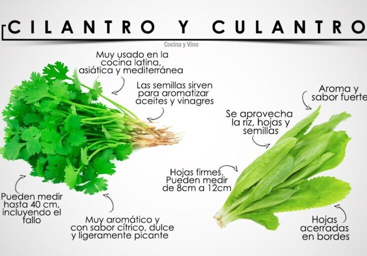 diferencia-entre-culantro-y-cilantro